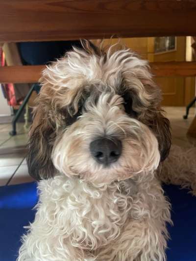 aktuelles Foto Gruppe Tibetdoodle