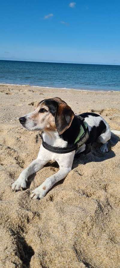 Beagle mischlinge!!-Beitrag-Bild