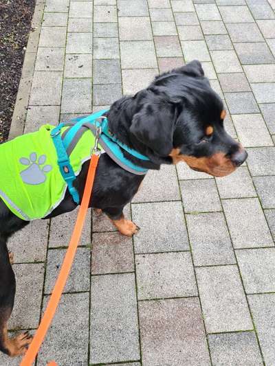 Mantrailing-Beitrag-Bild