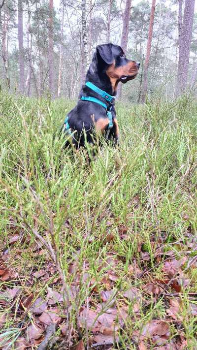 Rottweiler-Beitrag-Bild