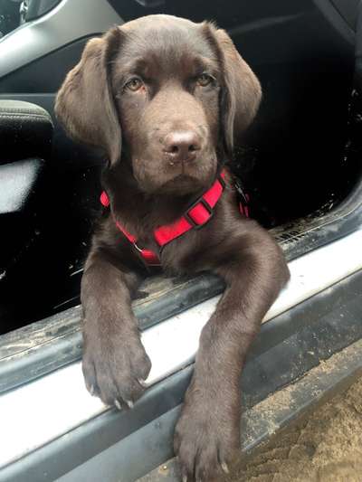 Labradorfans-Beitrag-Bild