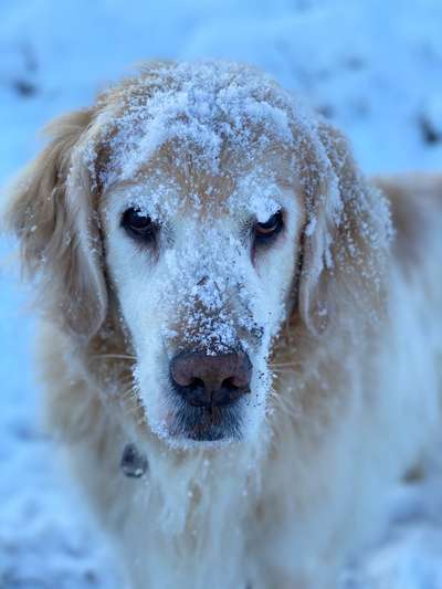 Die Dogorama Kalender Challenge Teil 2/4-Beitrag-Bild