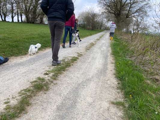 Hundeschulen-Diana Habegger Coaching & Training für Hundehalter-Bild