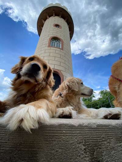 Wo sind die Golden Retriever Liebhaber?-Beitrag-Bild
