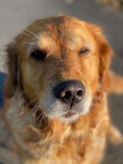 Wo sind die Golden Retriever Liebhaber?-Beitrag-Bild