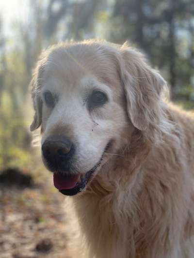 Wo sind die Golden Retriever Liebhaber?-Beitrag-Bild