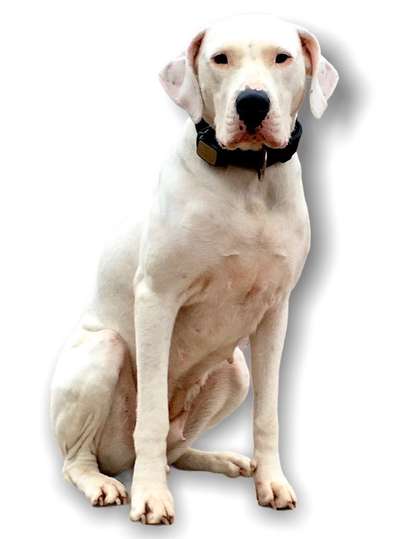 Dogo Argentino Freunde-Beitrag-Bild