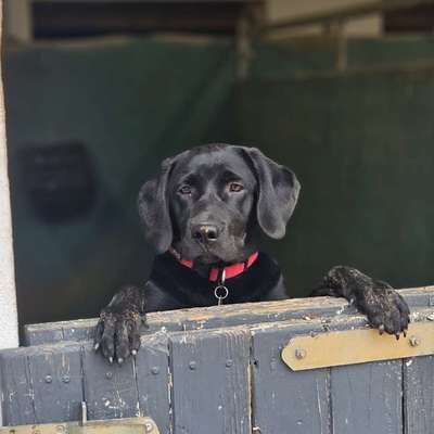 Hundetreffen-Gassitreff Übung und Spielen