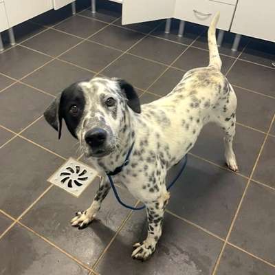 Tierschutzhunde suchen ein Zuhause-Beitrag-Bild