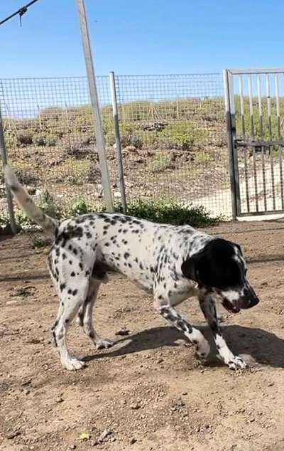 Tierschutzhunde suchen ein Zuhause-Beitrag-Bild