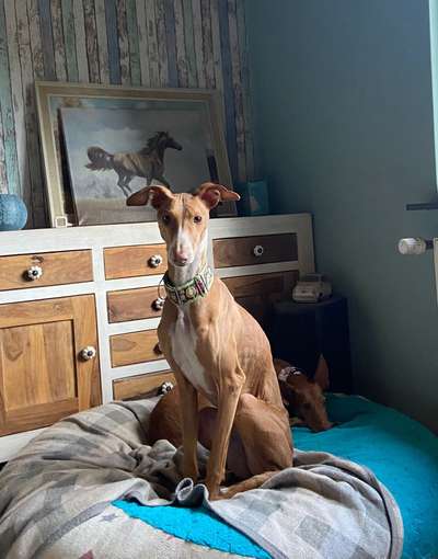 Tierschutzhunde suchen ein Zuhause-Beitrag-Bild