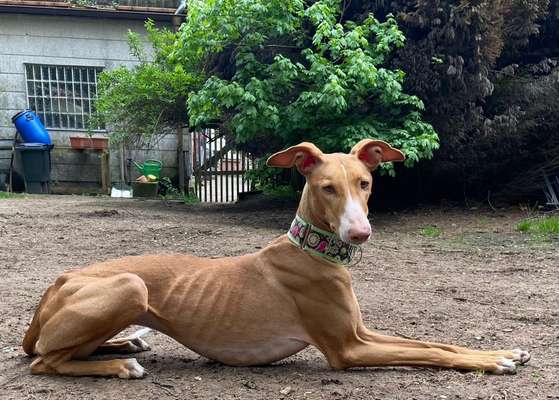 Tierschutzhunde suchen ein Zuhause-Beitrag-Bild