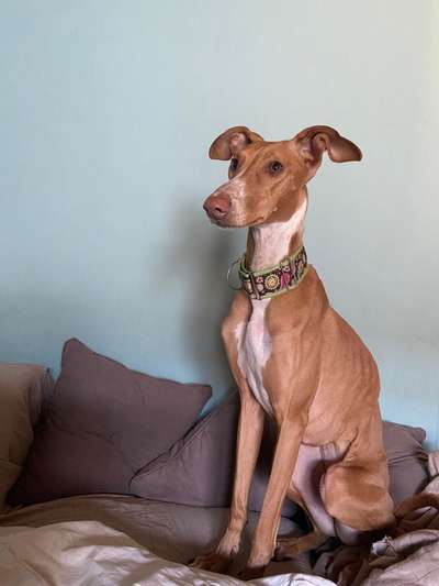 Tierschutzhunde suchen ein Zuhause-Beitrag-Bild