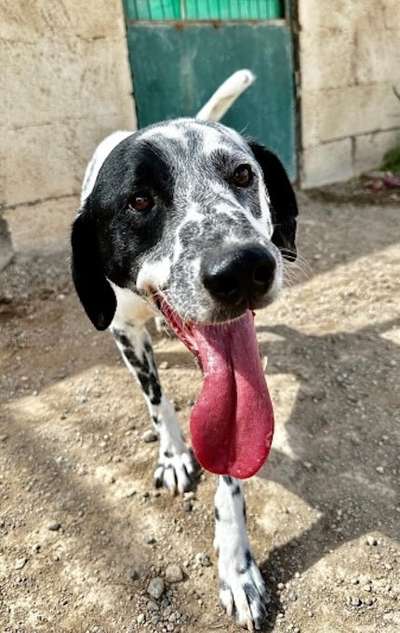 Tierschutzhunde suchen ein Zuhause-Beitrag-Bild