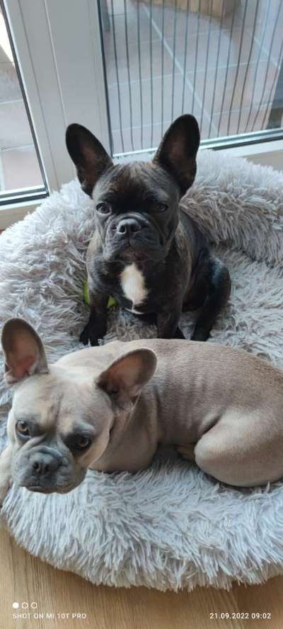 Französische Bulldoggen-Beitrag-Bild