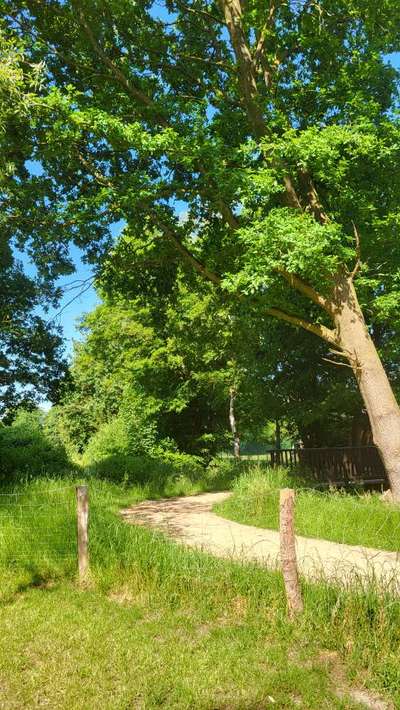 Hundeauslaufgebiet-Hundefreilauffläche Lathen-Bild