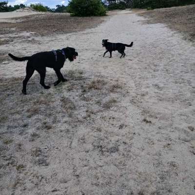 Hundetreffen-Unternehmungen mit Hund-Bild