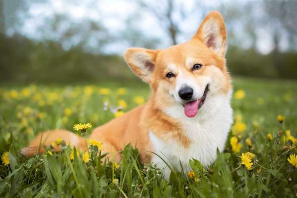 Corgis und ihre persönlichen Hofangestellten-Beitrag-Bild