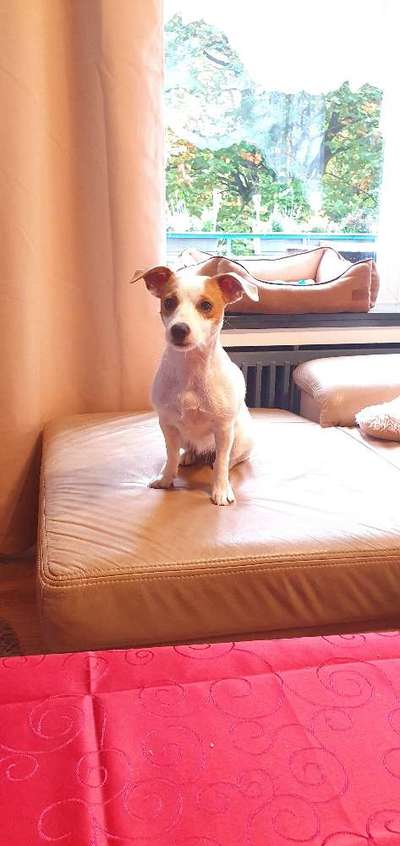 Wo sind die Jack und Parson Russell Terrier?-Beitrag-Bild