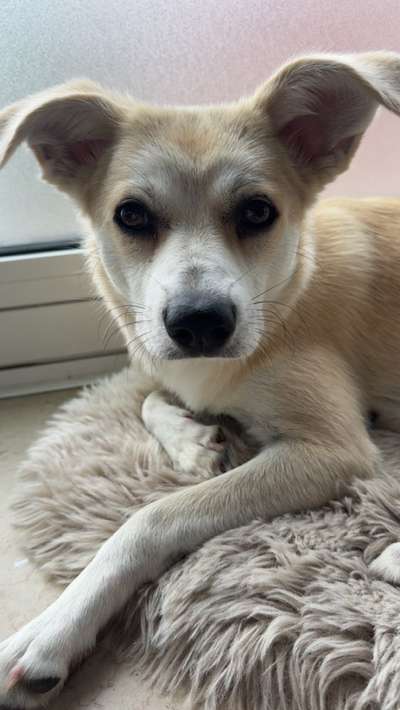 Hundetreffen-Treffen zum Spiel, Training und Gassi gehen-Bild