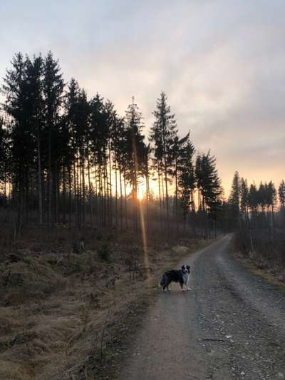 Hundetreffen-Gemeinsame Spaziergänge 🌳 🐕 🌲-Bild