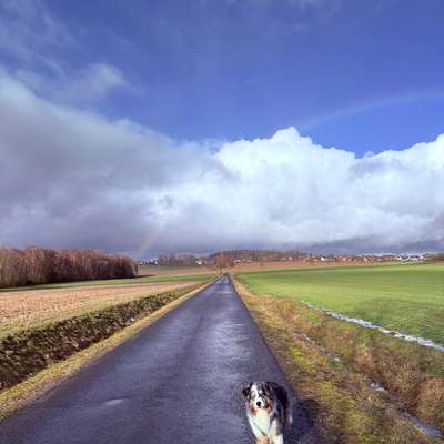 Hundetreffen-Gemeinsame Spaziergänge-Bild