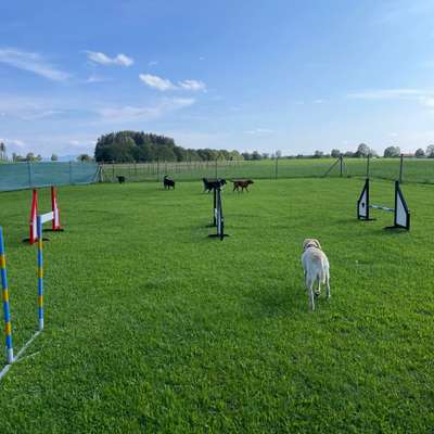 Hundetreffen-Hundewiese Huttenried-Bild