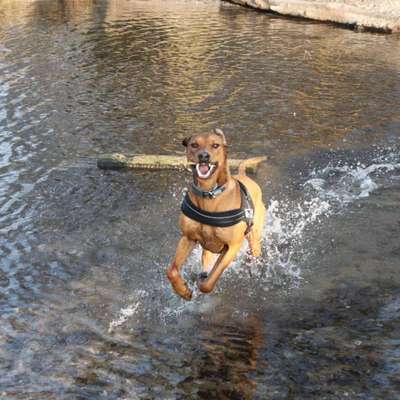 Dogorama-Monats-Challenge-Mai "Wasser"-Beitrag-Bild