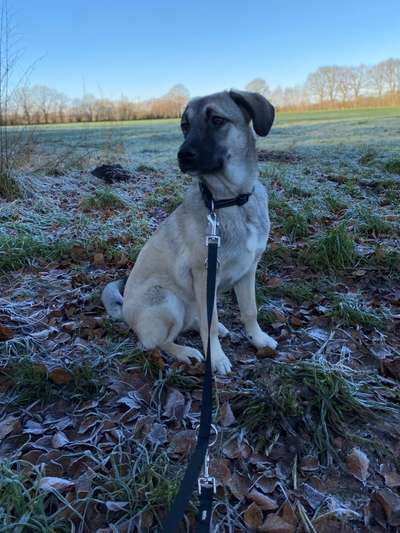 Mischlingshunde Foto Aufruf-Beitrag-Bild