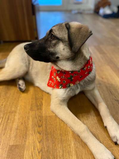 Kangal Fans ! ! ! !-Beitrag-Bild