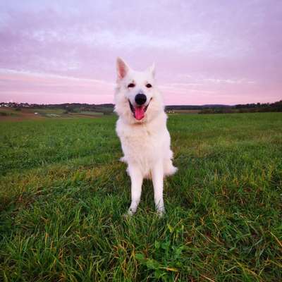 Hundetreffen-Spielrunde oder Gassirunde-Bild