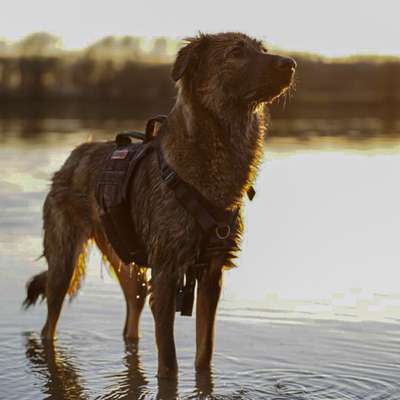 Hundetreffen-Spielen, Spazieren-Bild