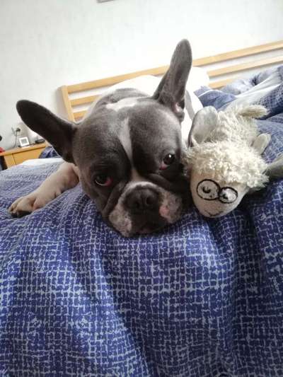 Zeigt her euer Lieblingsspielzeug-Beitrag-Bild