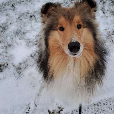 Hundetreffen-Neue Hundefreunde finden-Bild