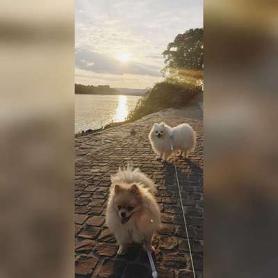 Hundetreffen-Welpen treffen Wiesbaden und Umgebung-Bild