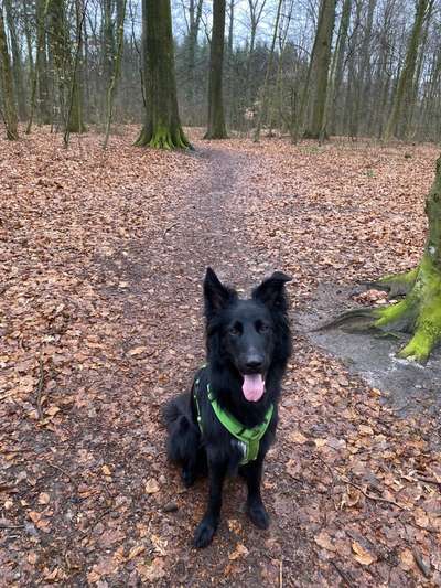 Hundetreffen-Spiel und Spaß in Itzehoe-Bild