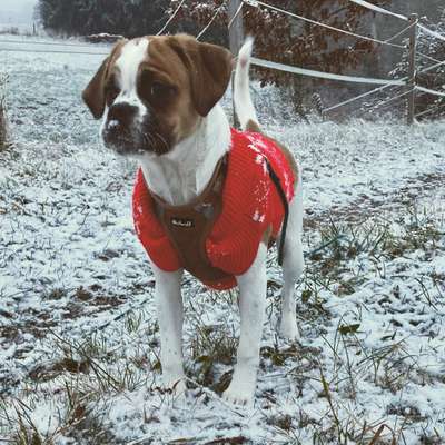 Dogorama Photo Challenge - Es wird nochmal kalt!-Beitrag-Bild