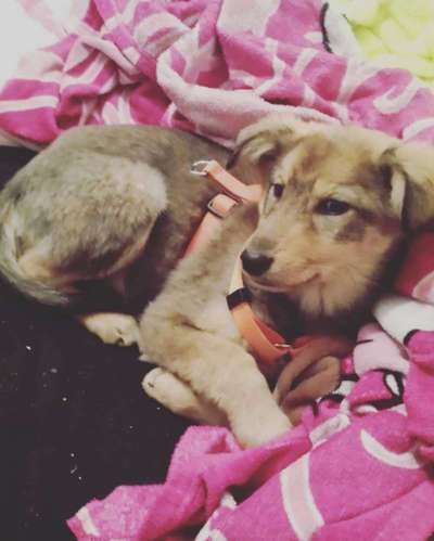 Welpen Bilder !-Beitrag-Bild