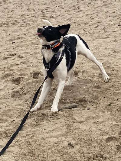 Fotochallenge Nr. 59 - Mein Hund zeigt die Zunge-Beitrag-Bild