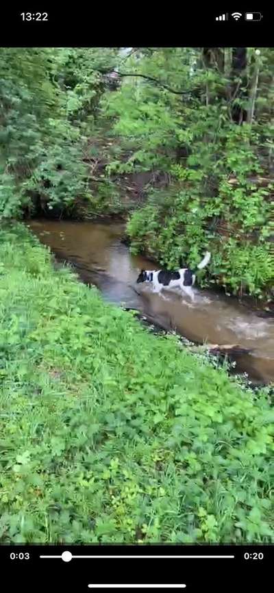 Dogorama-Monats-Challenge-Mai "Wasser"-Beitrag-Bild