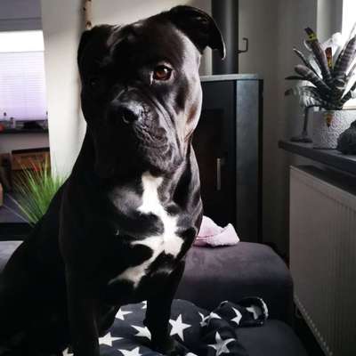 Hundetreffen-Spielpartner gesucht-Profilbild