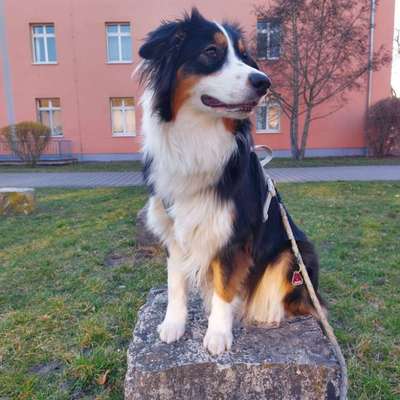 Hundetreffen-Spielfreude gesucht-Bild