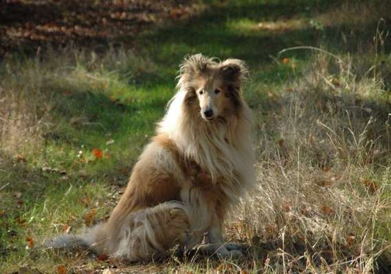 Fotochallenge Nr. 56 - geliebte Senioren-Beitrag-Bild