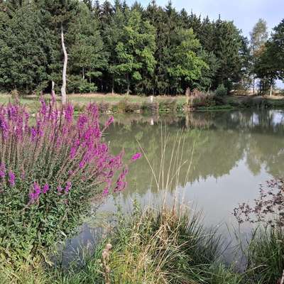 Hundeauslaufgebiet-Rumpelbach, Teich, Wiesen, Wald-Bild