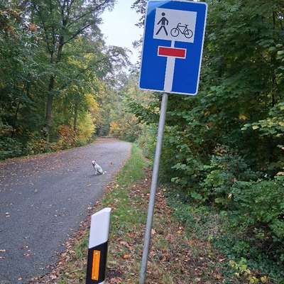 Hundeauslaufgebiet-Syratal Plauen, Richtung Neundorf und Stadtpark-Bild