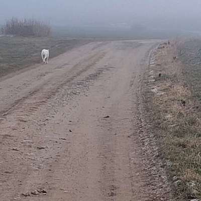 Hundeauslaufgebiet-Windmühla Syrau, Fröbersgrün-Bild