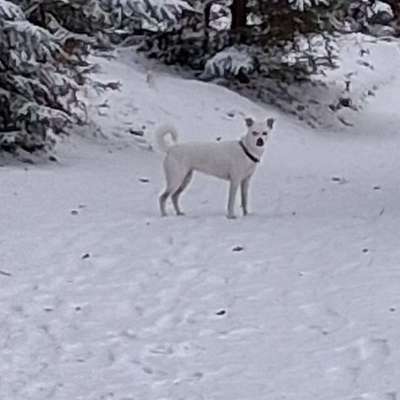 Hundetreffen-Sozialkontakte, Spaziergänge-Bild