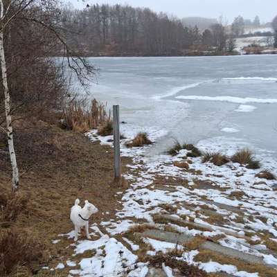 Hundeauslaufgebiet-Spazierwege am Syrabach-Bild