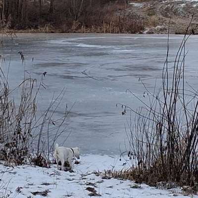 Hundeauslaufgebiet-Neuteich hinterm Billerlager-Bild