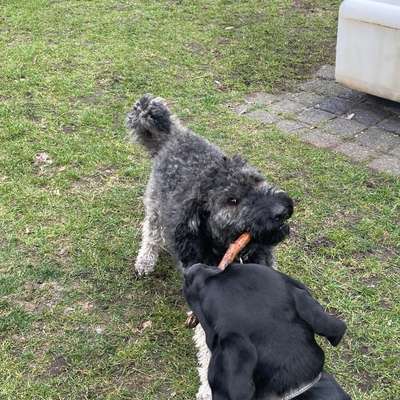 Hundetreffen-Gassi Treffen-Bild